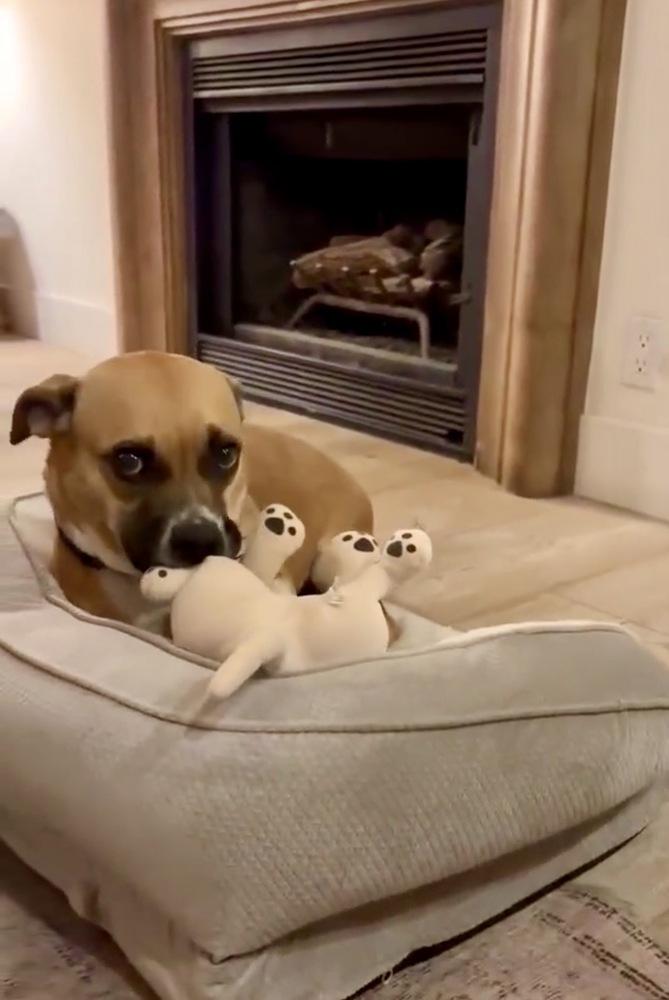 Lea, a Adoptable mixed breed in San Diego, CA image 3/3