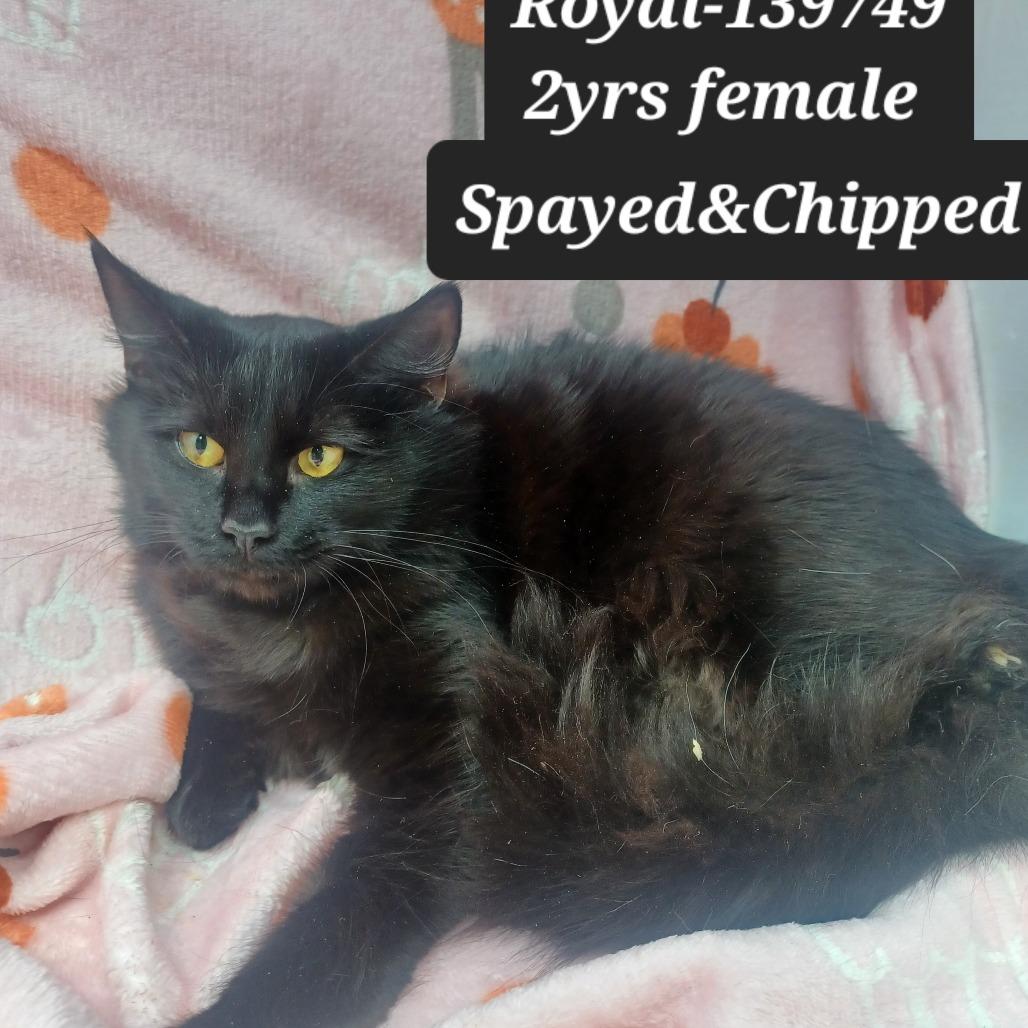 Enlarge Royal, a Adoptable Domestic Short Hair in New Tazewell, TN image 1/1