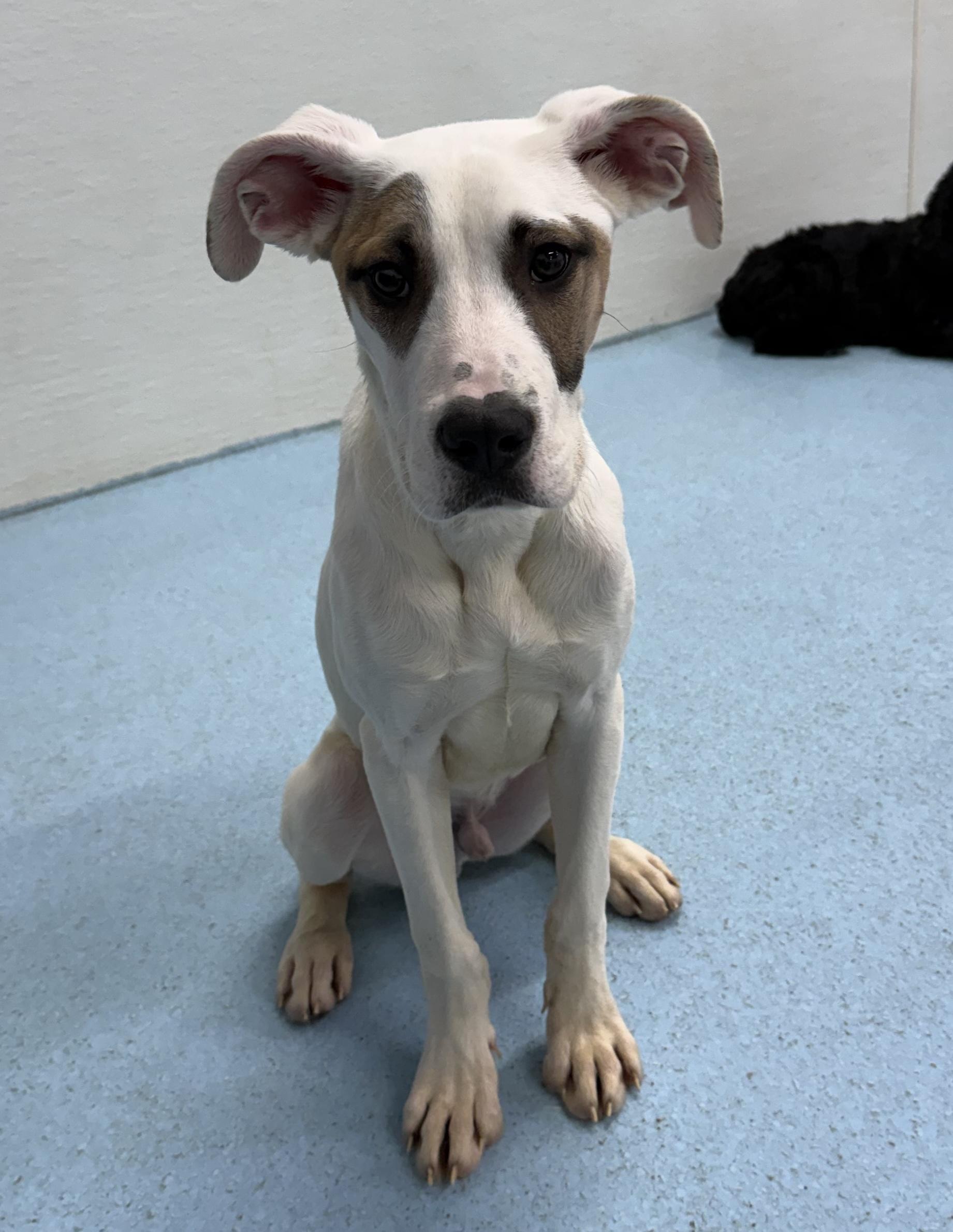 Eli, ADOPTABLE, Puppy Male Great Dane.