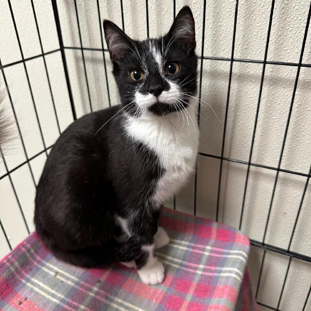 Crush, Adoptable, Kitten Male Domestic Short Hair.