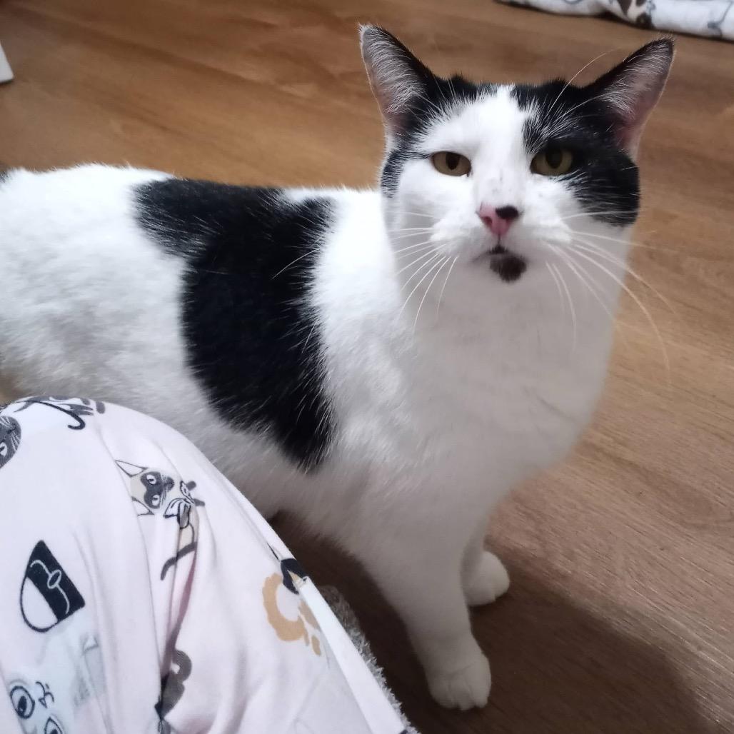 Trousers, Adoptable, Adult Female Domestic Short Hair.