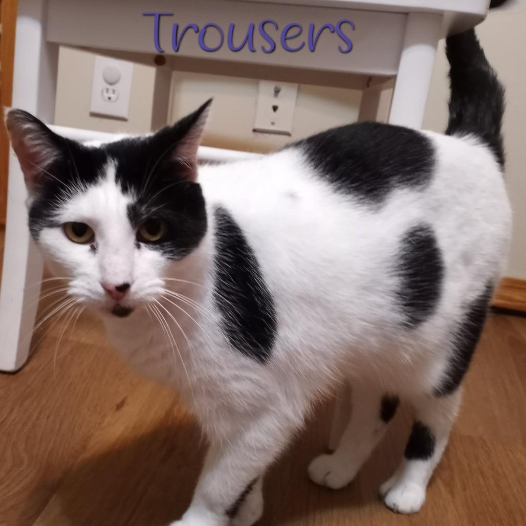 Trousers, Adoptable, Adult Female Domestic Short Hair.