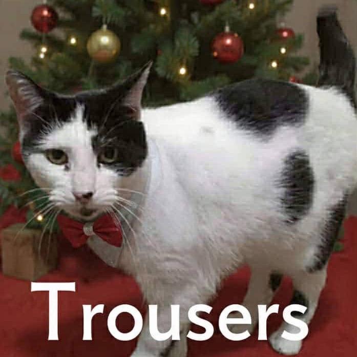 Enlarge Trousers, a Adoptable Domestic Short Hair in Parkersburg, WV image 2/2