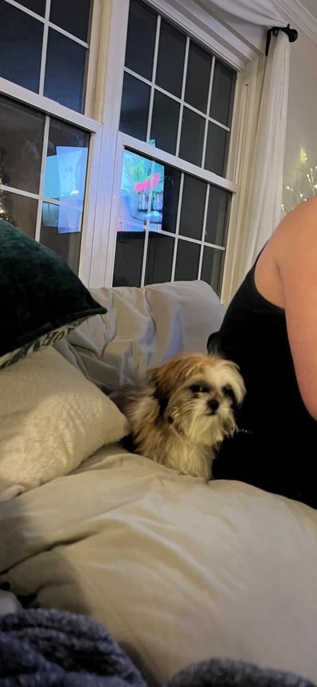 Enlarge Benny, a Adopted mixed breed in Loveland, OH image 1/1