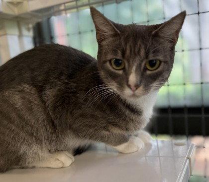 Circe, Adoptable, Young Female Domestic Short Hair.