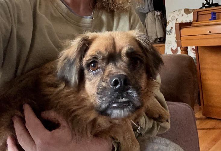 Red, a Adoptable mixed breed in Greenville, SC image 1/2