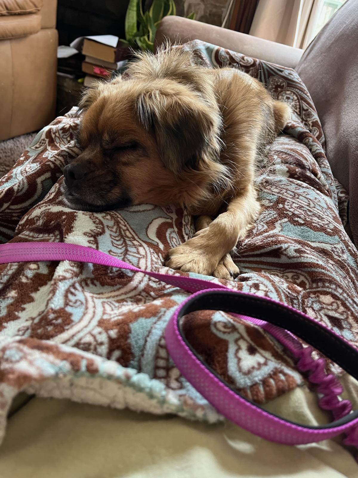 Red, a Adoptable mixed breed in Greenville, SC image 2/2