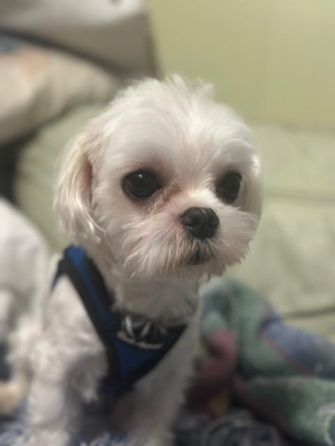 Enlarge Elon, an adopted Maltese in Maitland, FL image 3/3