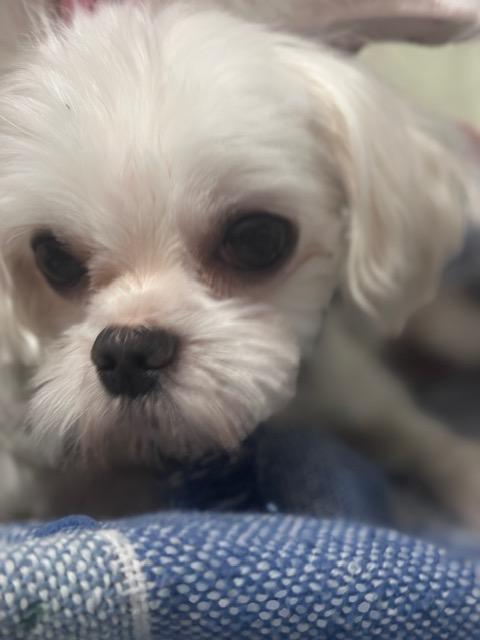 Elon, adopted, Adult Male Maltese.
