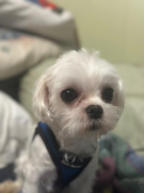 Enlarge Elon, an adopted Maltese in Maitland, FL image 2/3