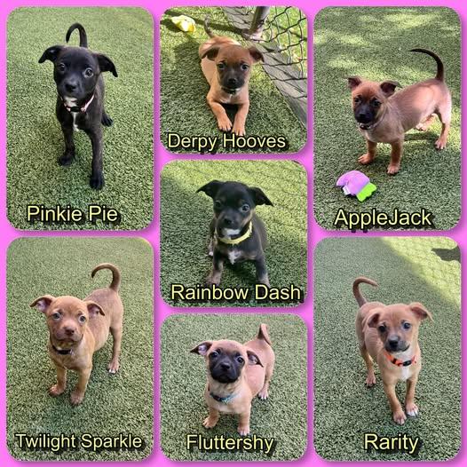 My Little Pony Litter- puppies all female, Adopted, Puppy Female Chihuahua.
