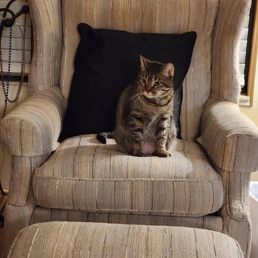 Nala, Adoptable, Adult Female Domestic Short Hair.