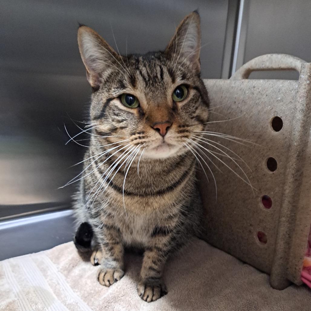 Enlarge Nala, a Adoptable Domestic Short Hair in Pensacola, FL image 1/1