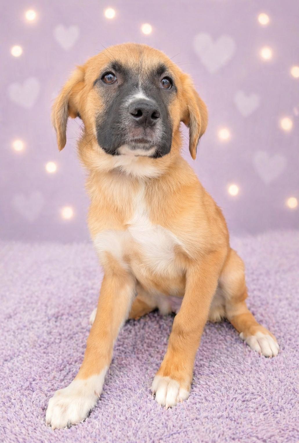 Sadie May, Adopted, Young Female Shepherd.
