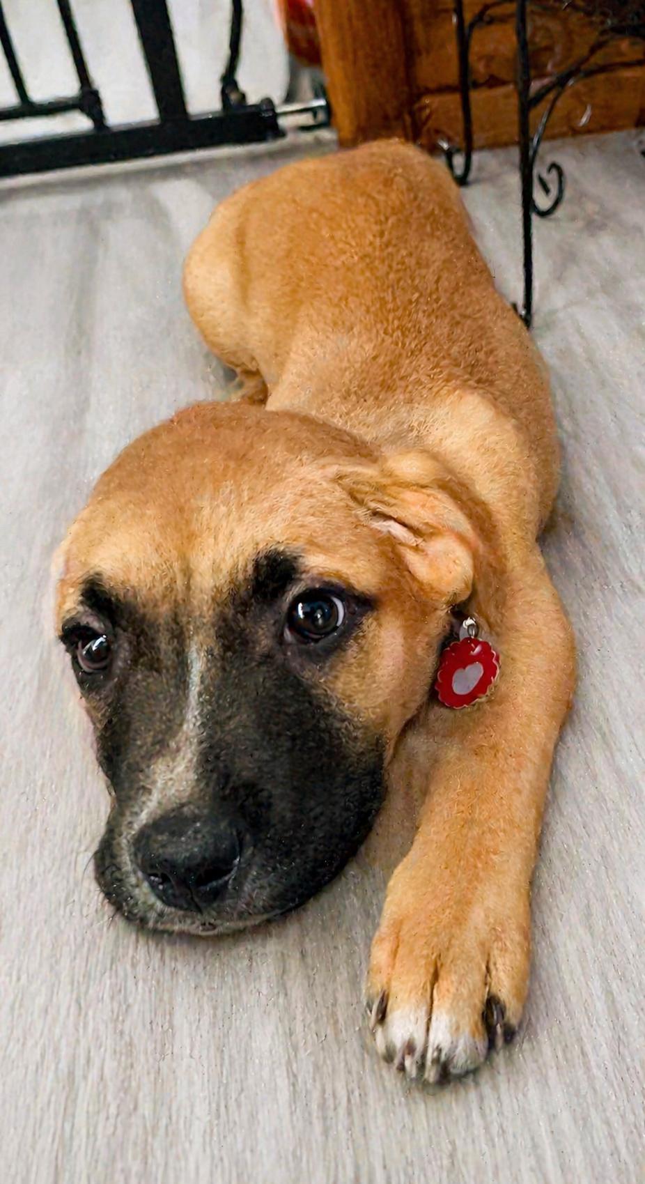 Sadie May, a Adopted Shepherd in Nashville, TN image 2/3