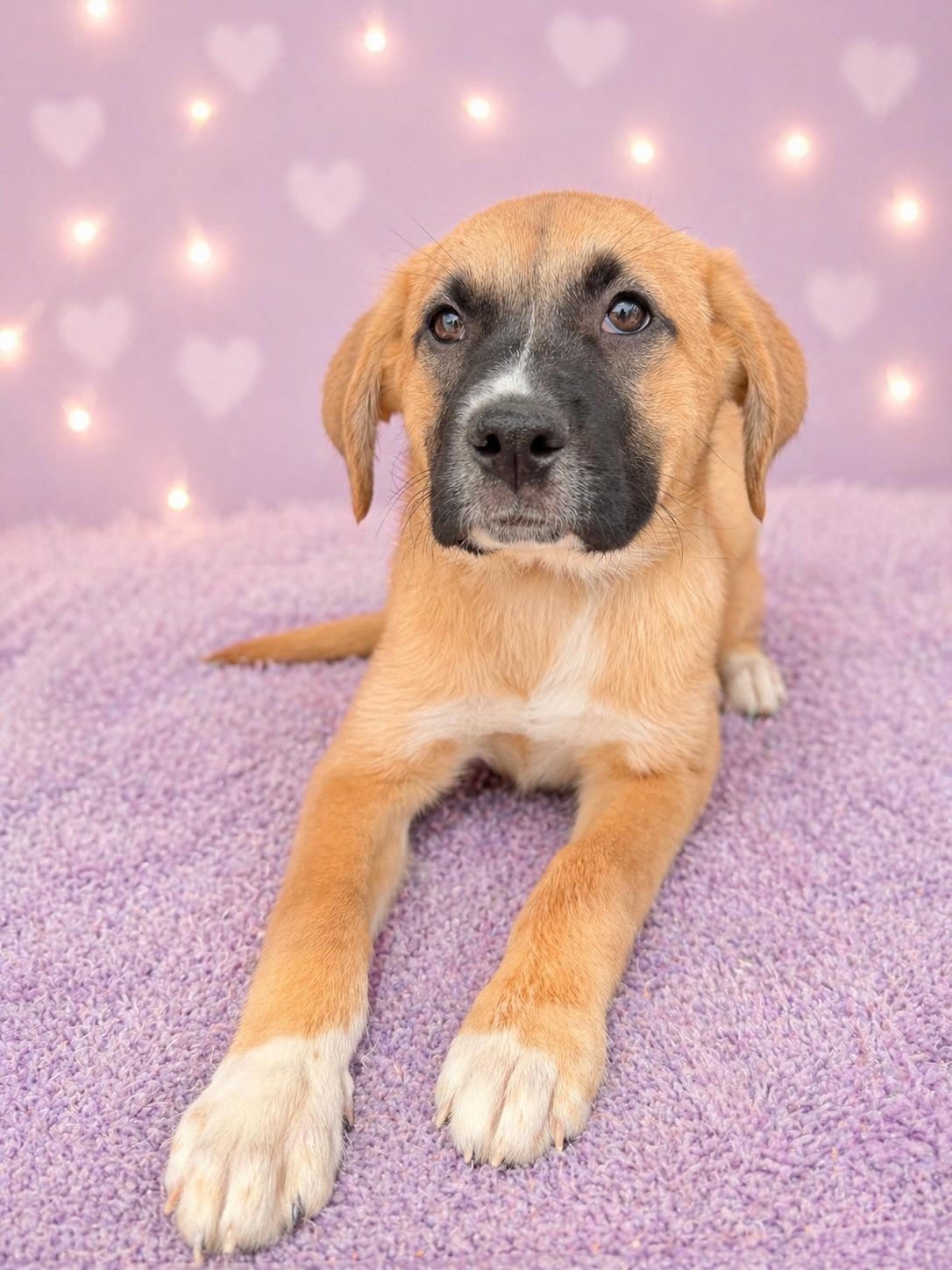 Sadie May, a Adopted Shepherd in Nashville, TN image 3/3