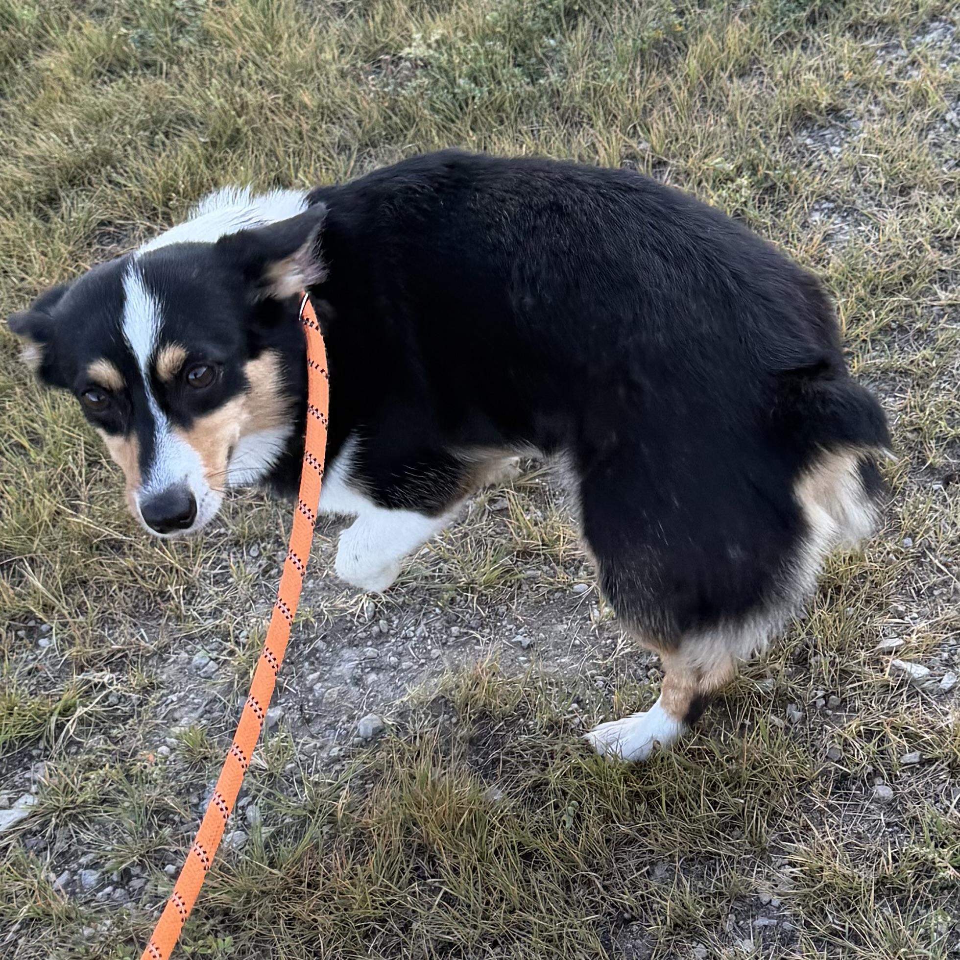 Enlarge Leia, an adopted Corgi in Trenton, MO image 4/4