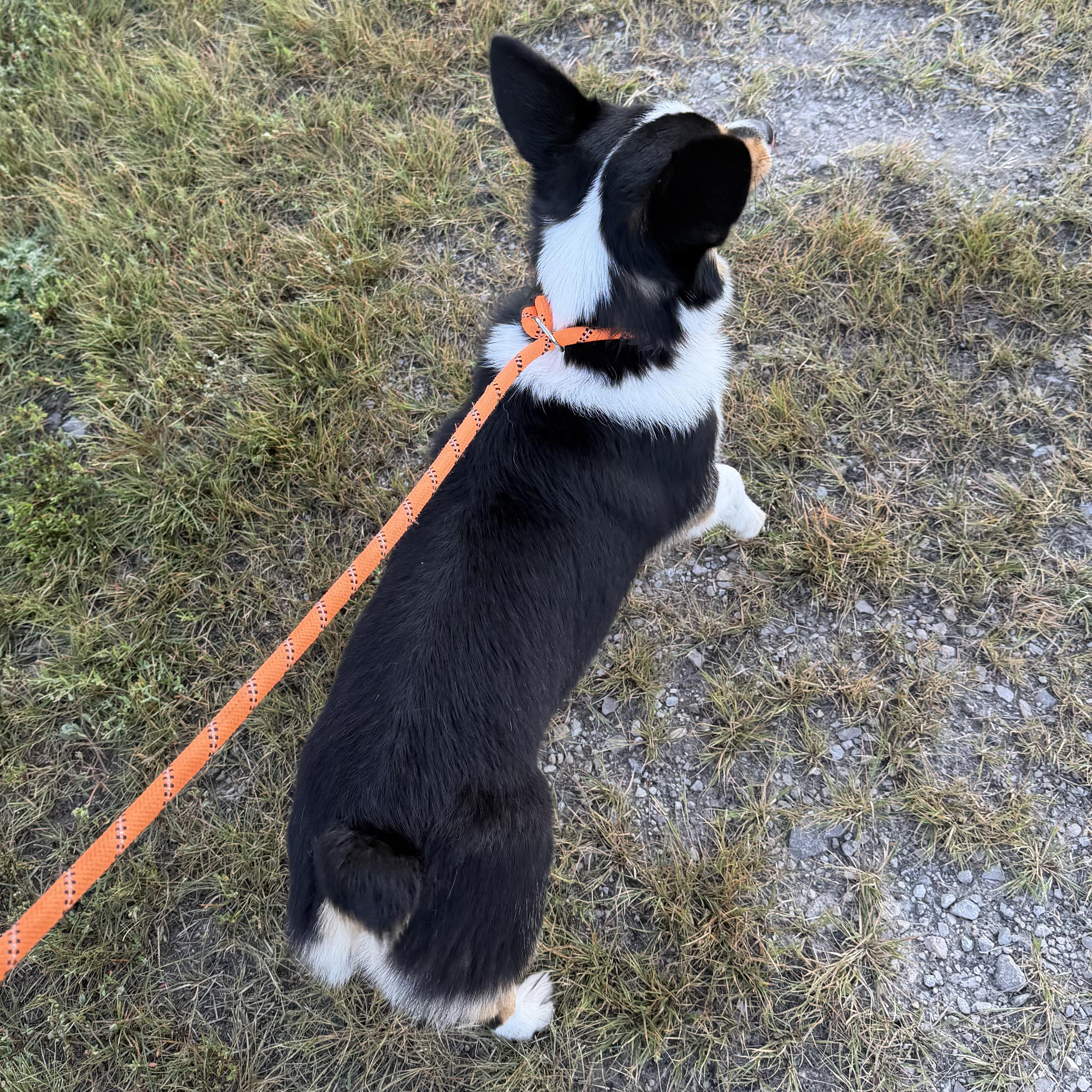 Enlarge Leia, an adopted Corgi in Trenton, MO image 3/4