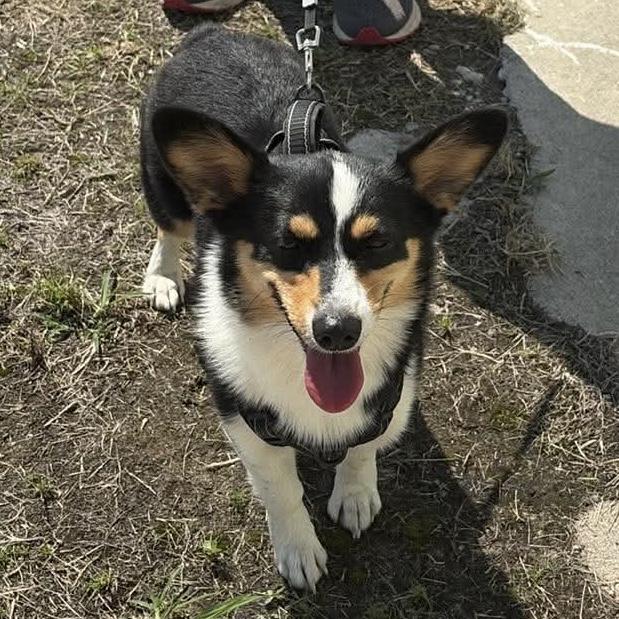 Leia, ADOPTABLE, Adult Female Corgi.