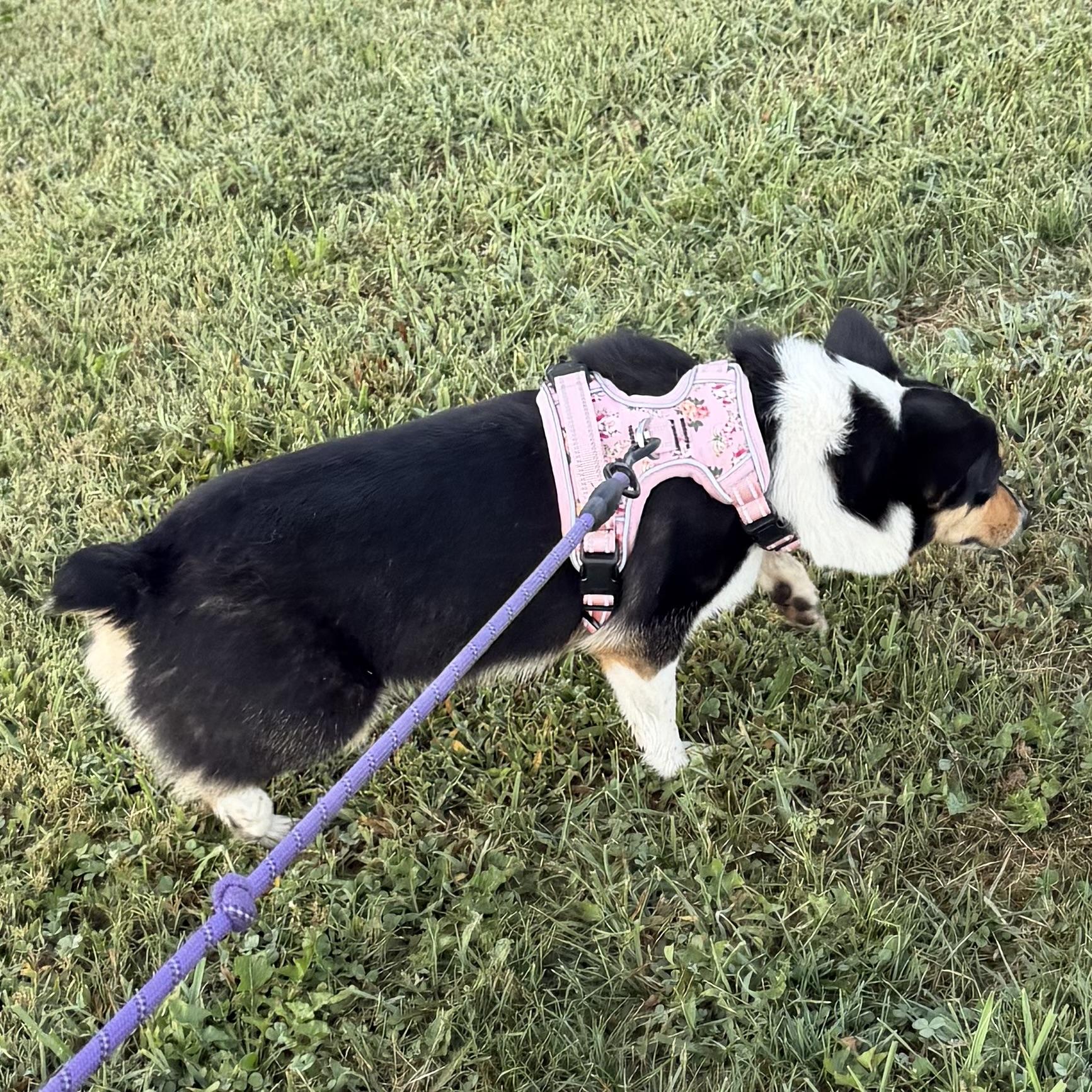 Enlarge Leia, an adopted Corgi in Trenton, MO image 2/4