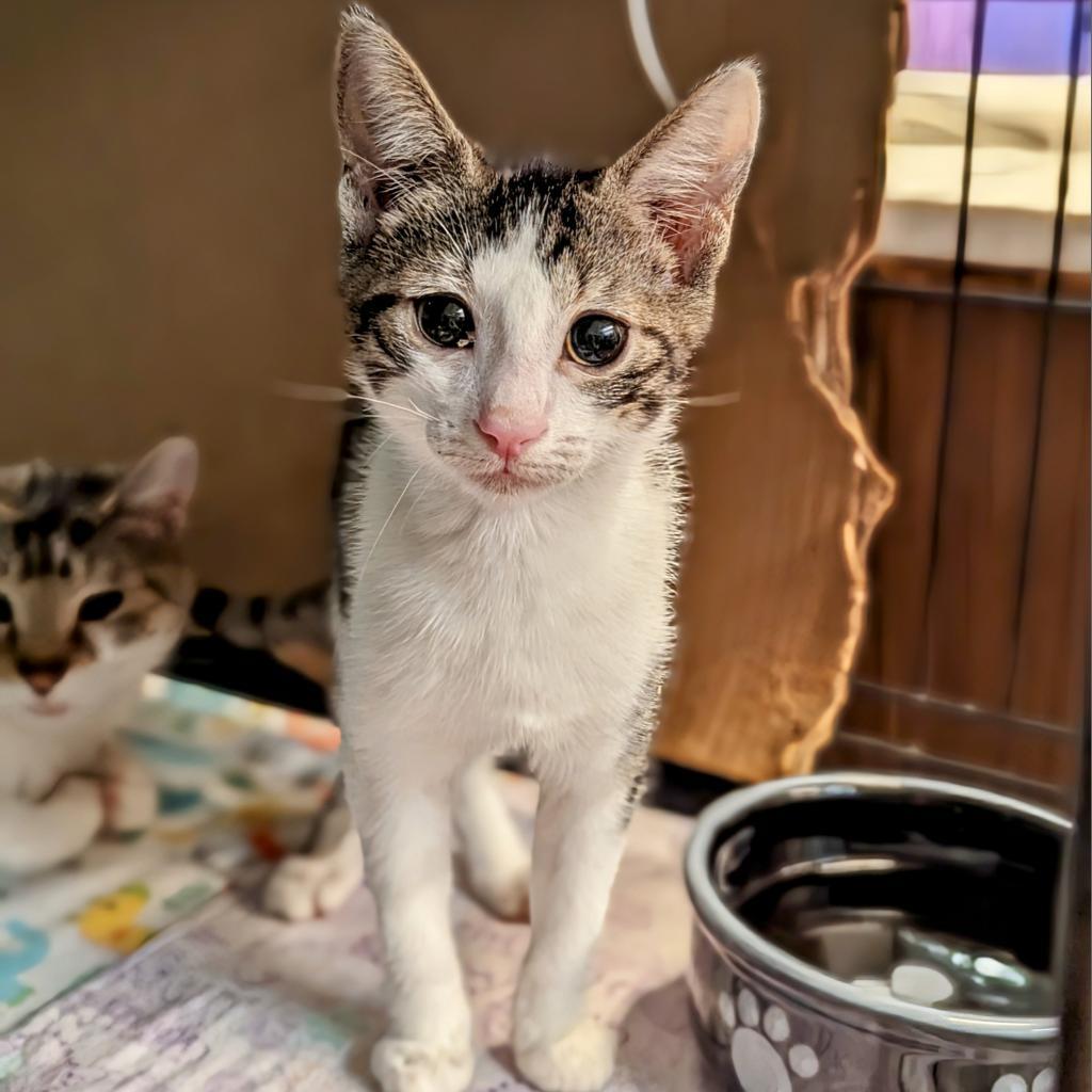 Persephone, Adoptable, Adult Female Domestic Short Hair.