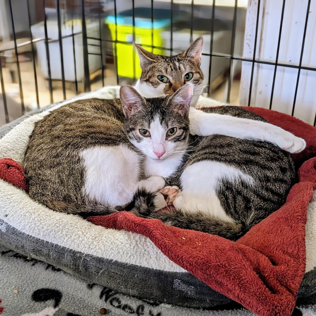 Enlarge Persephone, a Adoptable Domestic Short Hair in Buffalo, NY image 1/2