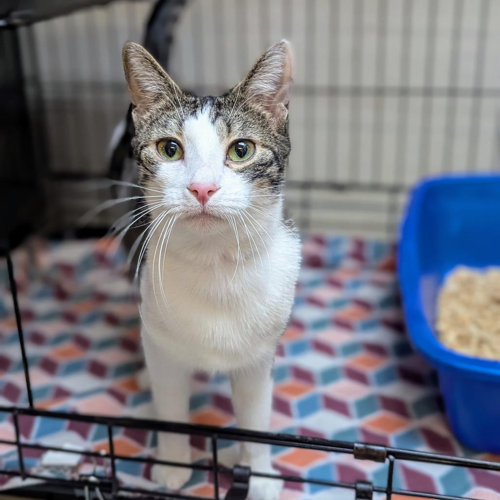 Persephone, Adoptable, Adult Female Domestic Short Hair.