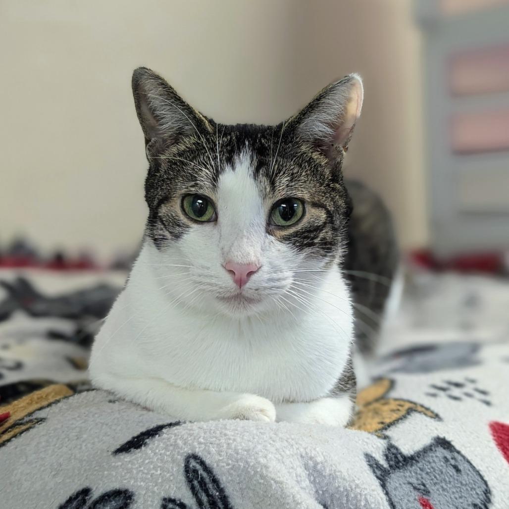 Enlarge Persephone, a Adoptable Domestic Short Hair in Buffalo, NY image 2/3