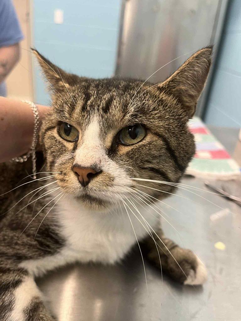 Grim (FIV+), a Adoptable Domestic Short Hair in Frankfort, KY image 2/2