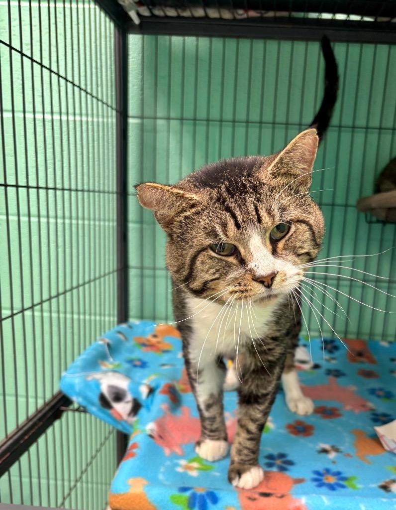 Grim (FIV+), a Adoptable Domestic Short Hair in Frankfort, KY image 1/2