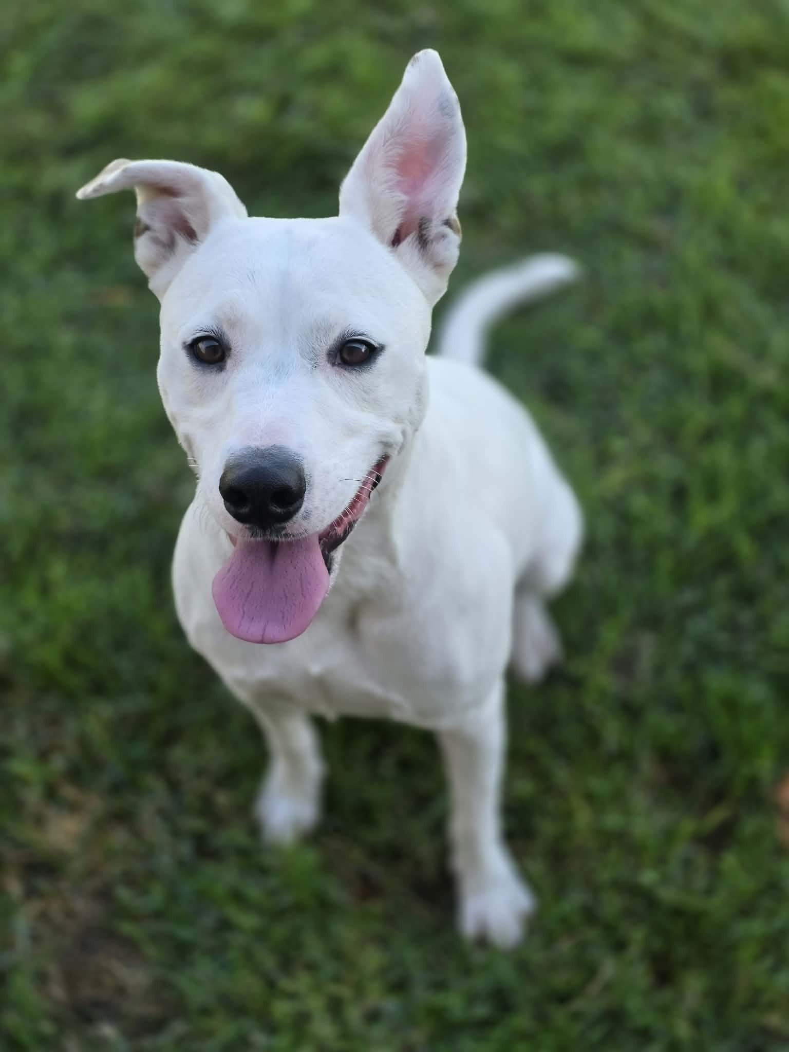 Enlarge Coconut, a Adoptable mixed breed in Manteca, CA image 1/1