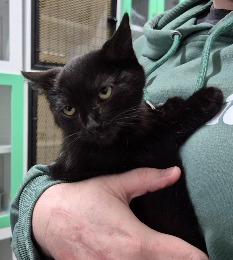 Enlarge Figgy, a Adoptable mixed breed in East Ridge, TN image 1/1