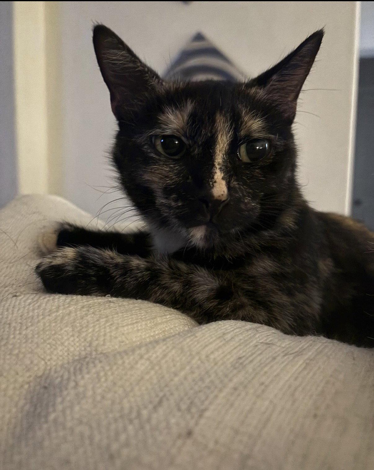 Jade, Adoptable, Adult Female Domestic Short Hair.