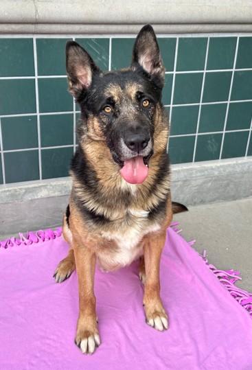 Enlarge RAMBO, a Adoptable mixed breed in Rancho Cucamonga, CA image 1/1
