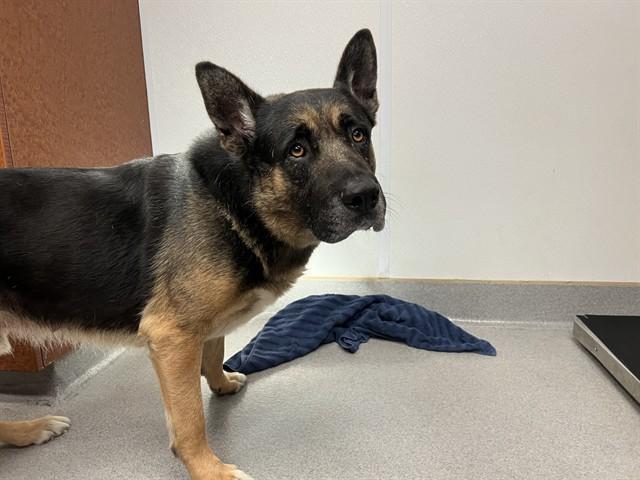 RAMBO, Adoptable, Adult Male German Shepherd Dog & Rottweiler.
