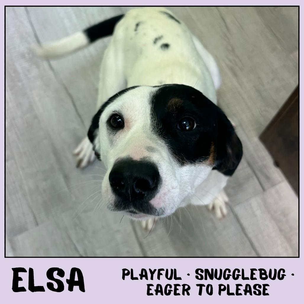 Elsa, Adoptable, Adult Female Mixed Breed.
