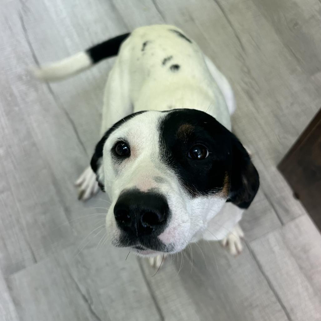 Enlarge Elsa, a Adoptable Mixed Breed in Emporia, KS image 2/5