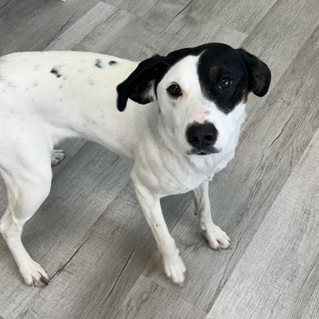 Enlarge Elsa, a Adoptable Mixed Breed in Emporia, KS image 3/5