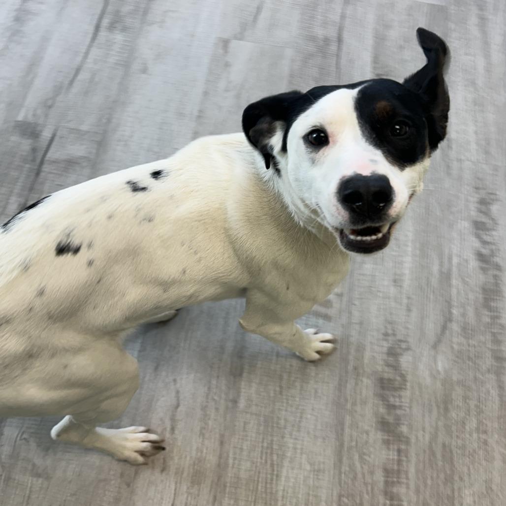 Enlarge Elsa, a Adoptable Mixed Breed in Emporia, KS image 4/5