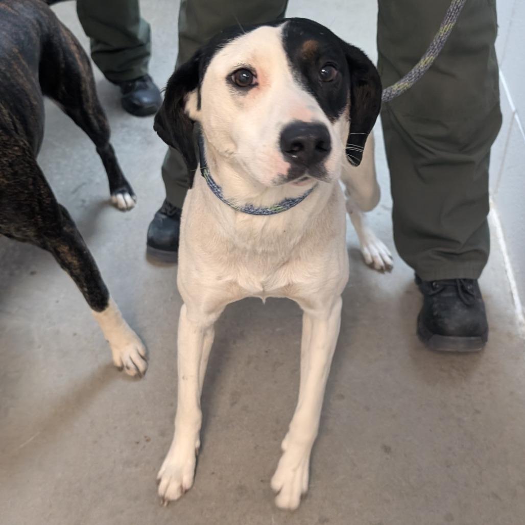 Enlarge Elsa, a Adoptable Mixed Breed in Emporia, KS image 5/5