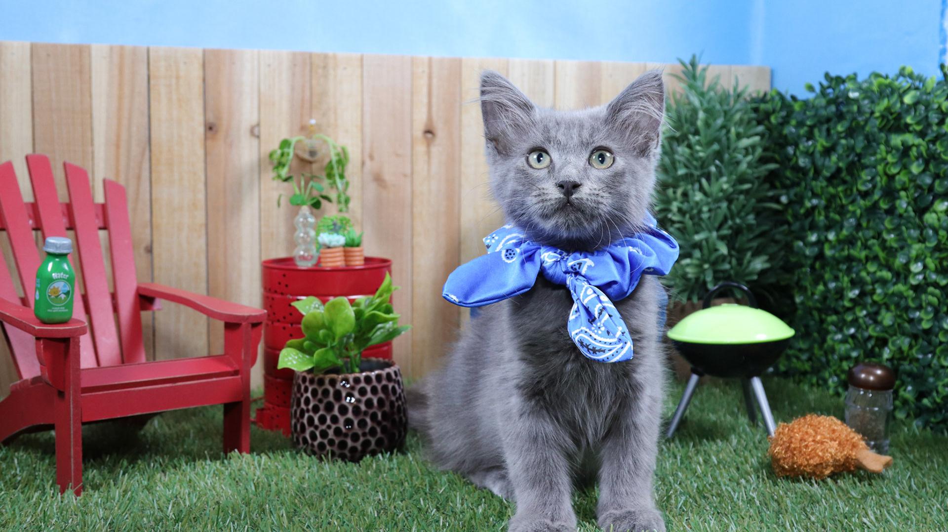 Remy