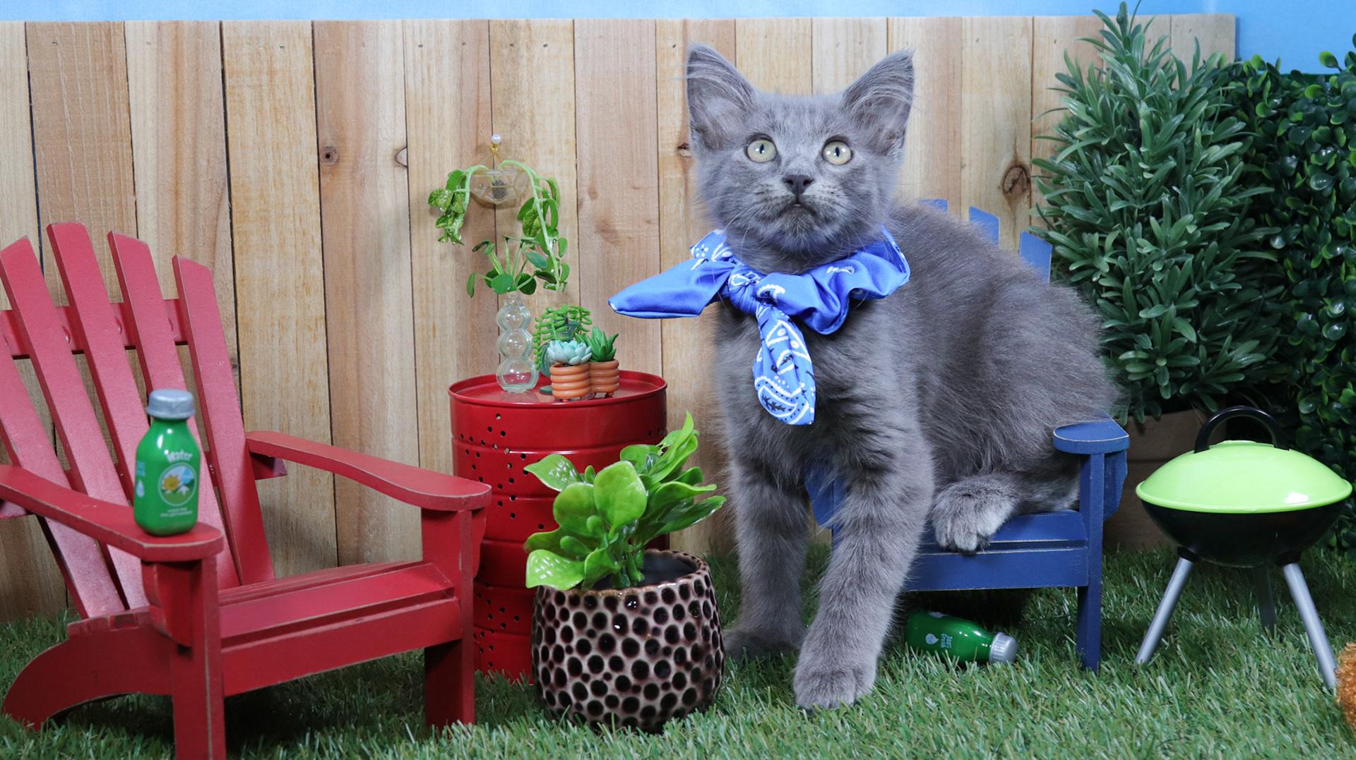 Remy