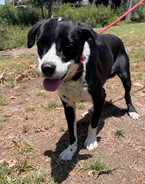 Enlarge Patches - bonded with Sophia, a ADOPTABLE mixed breed in Los Angeles, CA image 5/6