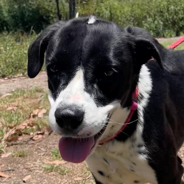 Enlarge Patches - bonded with Sophia, a ADOPTABLE mixed breed in Los Angeles, CA image 1/6