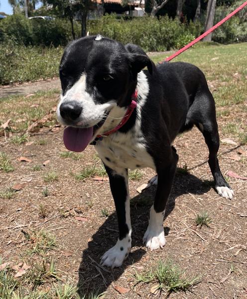 Enlarge Patches - bonded with Sophia, a ADOPTABLE mixed breed in Los Angeles, CA image 4/6