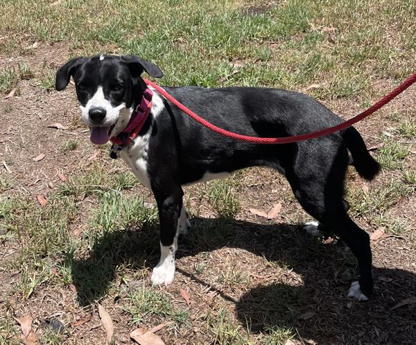 Enlarge Patches - bonded with Sophia, a ADOPTABLE mixed breed in Los Angeles, CA image 3/6