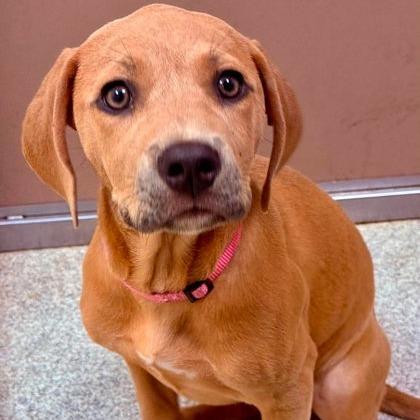 The Honorable Judge Linda, a Adoptable mixed breed in North Charleston, SC image 1/4