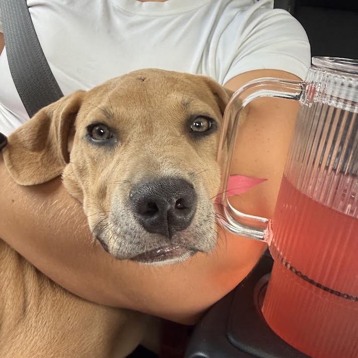 The Honorable Judge Linda, a Adoptable mixed breed in North Charleston, SC image 2/6