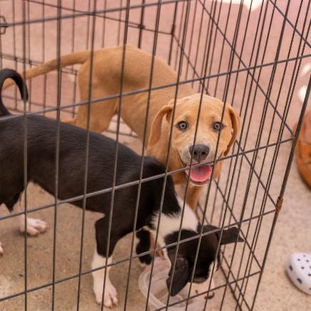 The Honorable Judge Linda, a Adoptable mixed breed in North Charleston, SC image 4/4