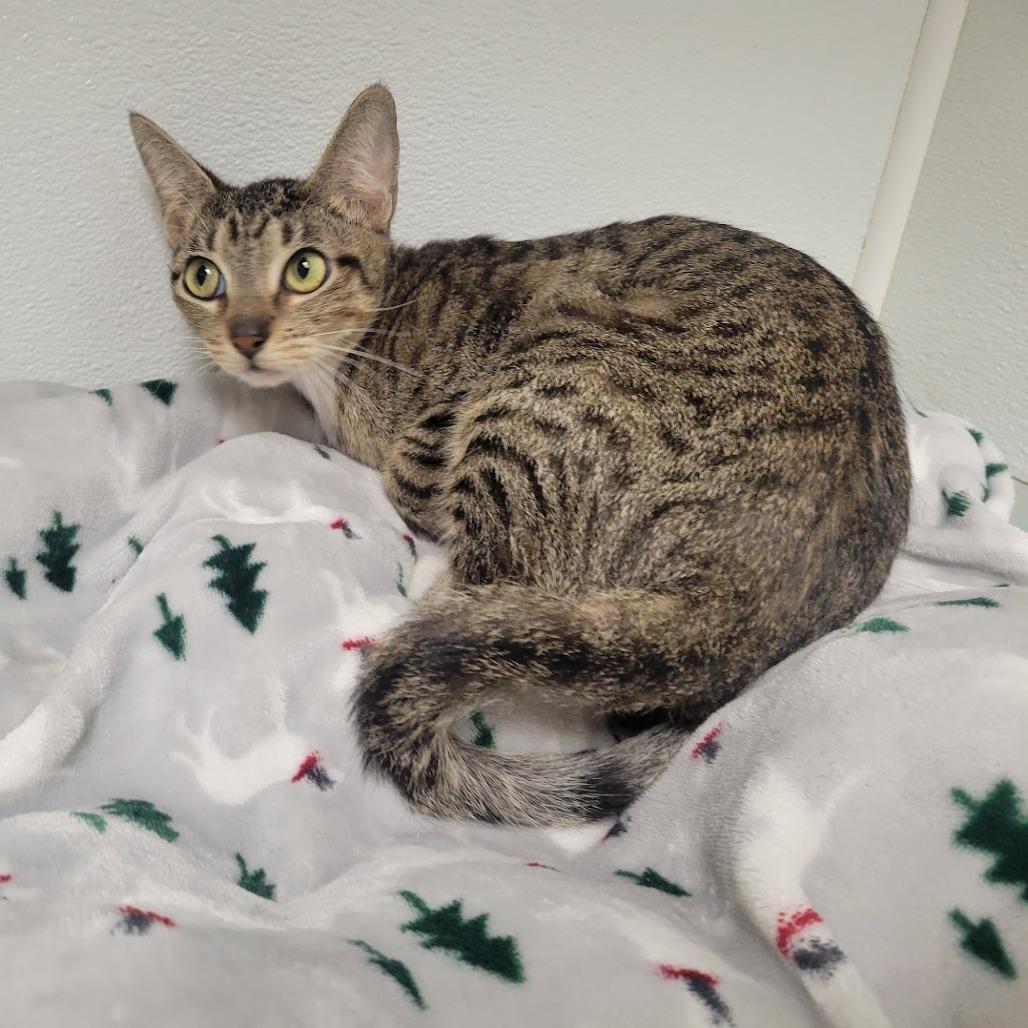 Jazz, Adoptable, Young Female Domestic Short Hair.